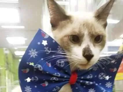 Gato raça SRD-ViraLata idade 2 a 6 meses nome HELENO MIX