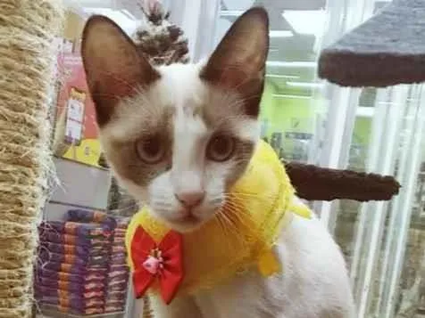 Gato raça SRD-ViraLata idade 2 a 6 meses nome JANETE MIX