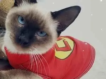 Gato raça Siamês idade 2 a 6 meses nome ENZO SIAMÊS