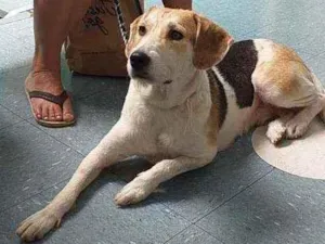 Cachorro raça SRD idade 1 ano nome Olívia