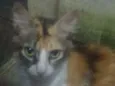 Paloma