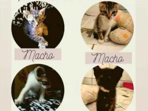 Gato raça Não sei _ mãe apareceu  idade Abaixo de 2 meses nome Todos 