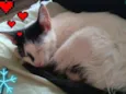 Mingau