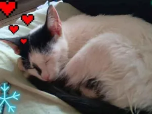 Gato raça Misturado idade 2 a 6 meses nome Mingau