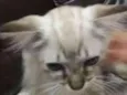 Little Cat2