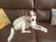 Amora