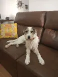 Amora