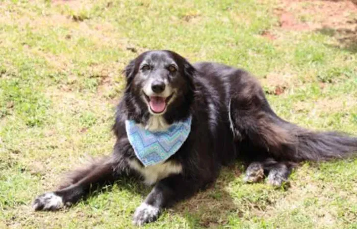 Cachorro raça Srd idade 3 anos nome Lucas