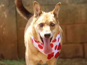 Cachorro raça Srd idade 5 anos nome Arthur