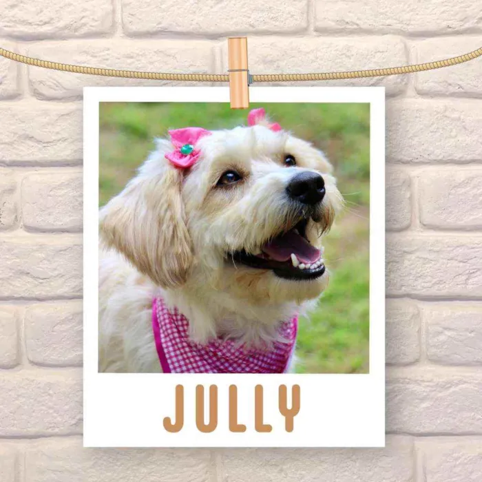 Cachorro raça Srd idade 1 ano nome Jully