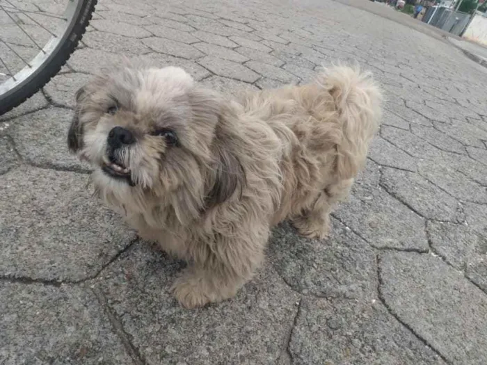 Cachorro ra a Shitszu  idade 4 anos nome Tobby
