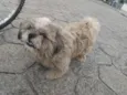 Tobby