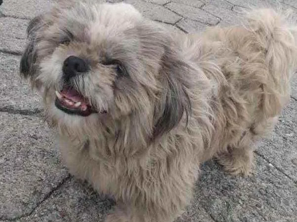 Cachorro ra a Shitszu  idade 4 anos nome Tobby