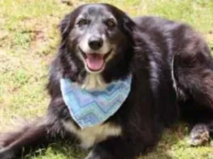 Cachorro raça Srd idade 3 anos nome Lucas