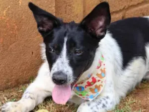 Cachorro raça Srd idade 1 ano nome Dudu