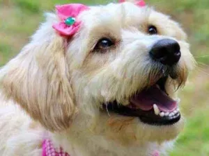 Cachorro raça Srd idade 1 ano nome Jully