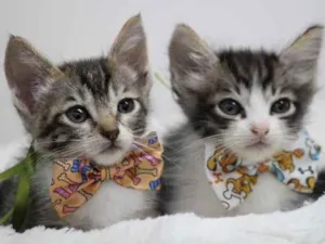 Gato raça Srd idade Abaixo de 2 meses nome Theo e leo