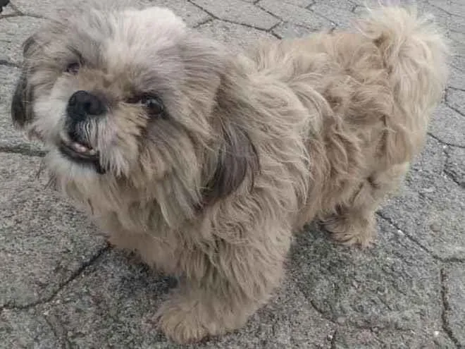 Cachorro ra a Shitszu  idade 4 anos nome Tobby