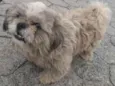 Tobby