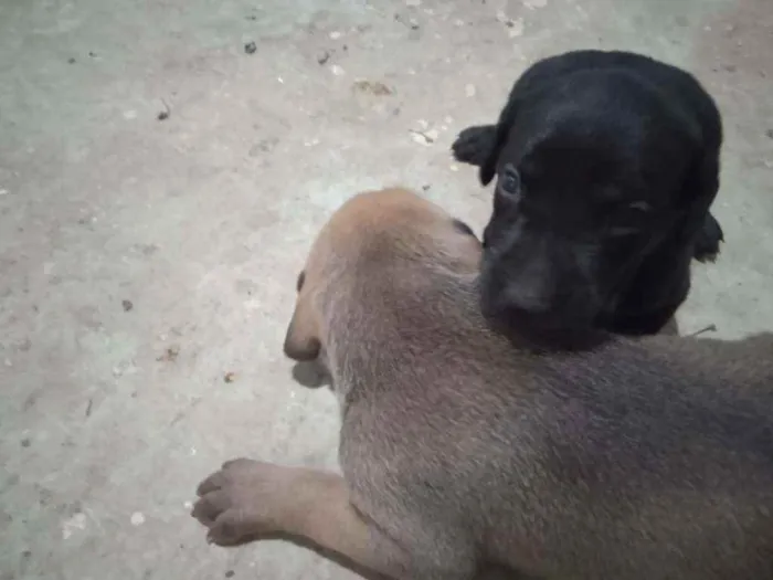 Cachorro ra a Fila portugues com cane corse  idade Abaixo de 2 meses nome Duquesa