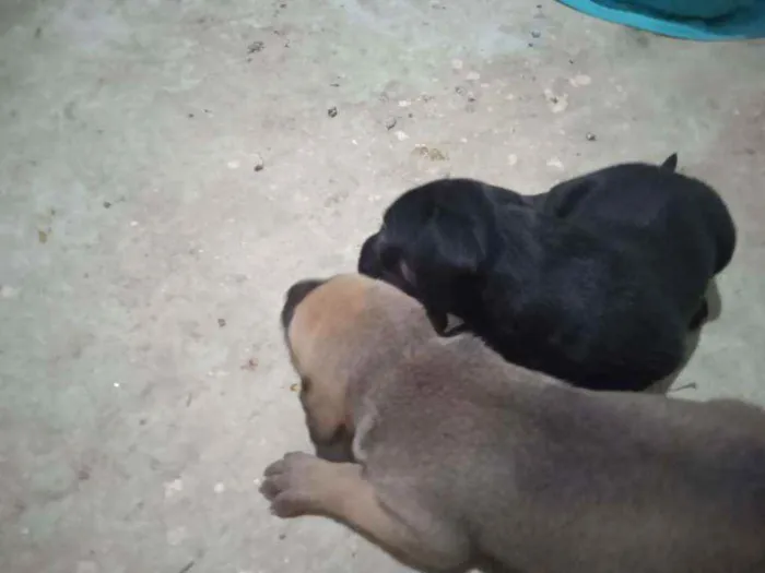 Cachorro ra a Fila portugues com cane corse  idade Abaixo de 2 meses nome Duquesa