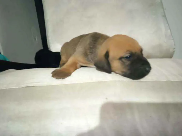 Cachorro ra a Fila portugues com cane corse  idade Abaixo de 2 meses nome Duquesa