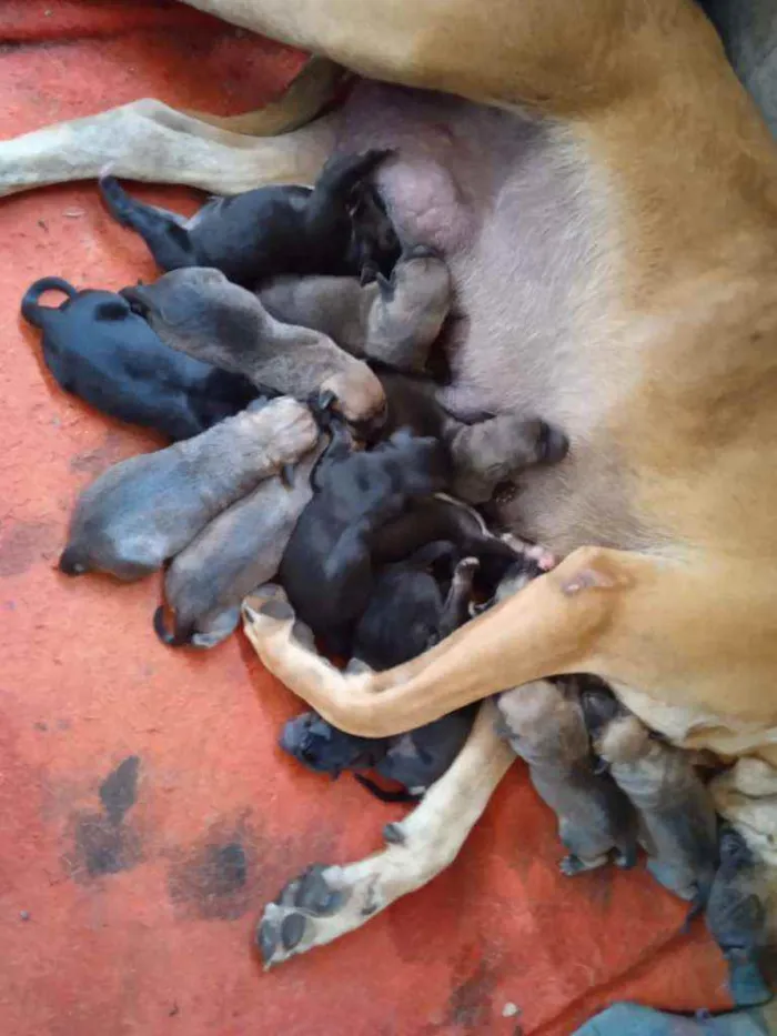 Cachorro ra a Fila portugues com cane corse  idade Abaixo de 2 meses nome Duquesa