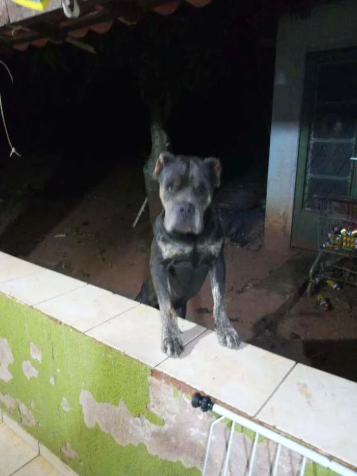 Cachorro ra a Fila portugues com cane corse  idade Abaixo de 2 meses nome Duquesa