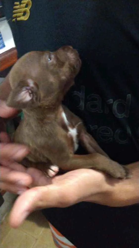 Cachorro ra a Mestiço,  pitbull com SRD idade Abaixo de 2 meses nome Sem nome