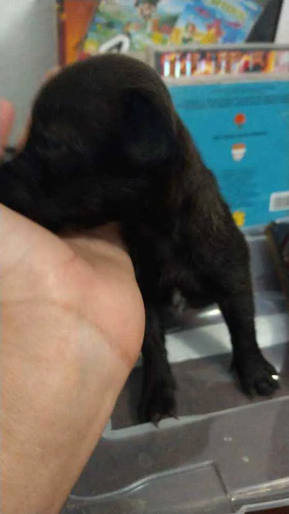Cachorro ra a Mestiço,  pitbull com SRD idade Abaixo de 2 meses nome Sem nome