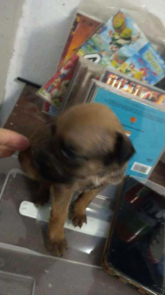Cachorro ra a Mestiço,  pitbull com SRD idade Abaixo de 2 meses nome Sem nome