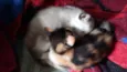 Gatinhos