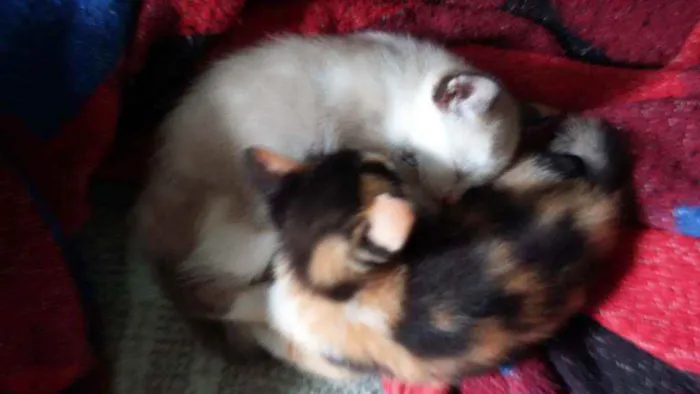 Gato ra a Mistura de himalaio idade Abaixo de 2 meses nome Gatinhos