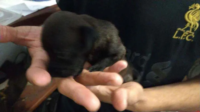 Cachorro ra a Mestiço,  pitbull com SRD idade Abaixo de 2 meses nome Sem nome