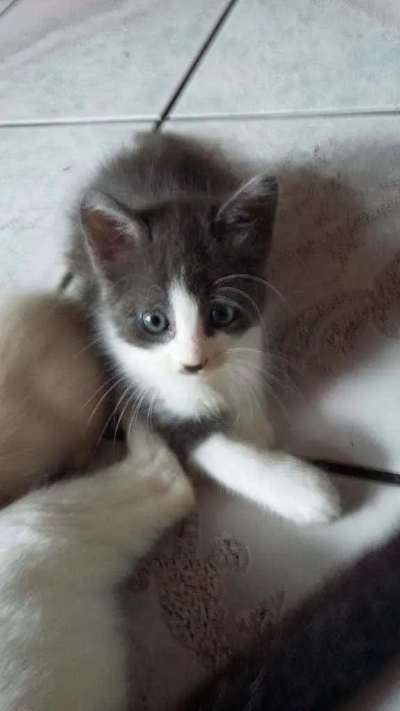 Gato ra a Mistura de himalaio idade Abaixo de 2 meses nome Gatinhos