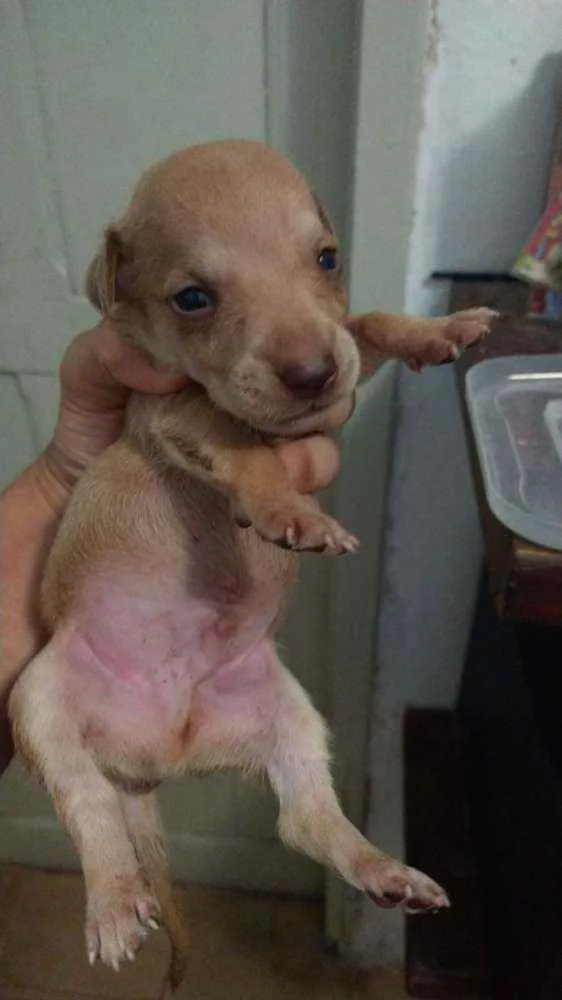 Cachorro ra a Mestiço,  pitbull com SRD idade Abaixo de 2 meses nome Sem nome