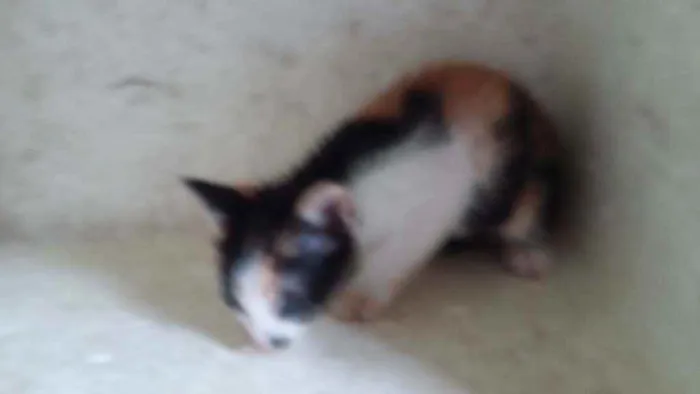 Gato ra a Mistura de himalaio idade Abaixo de 2 meses nome Gatinhos