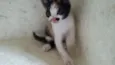 Gatinhos