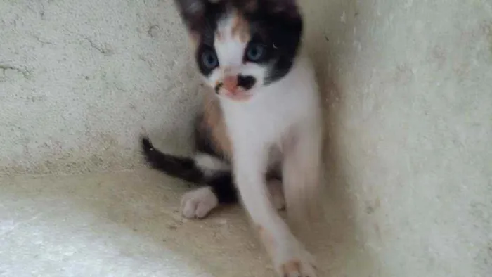 Gato ra a Mistura de himalaio idade Abaixo de 2 meses nome Gatinhos
