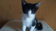 Gatinhos
