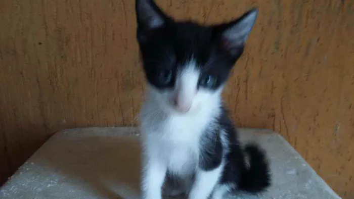 Gato ra a Mistura de himalaio idade Abaixo de 2 meses nome Gatinhos
