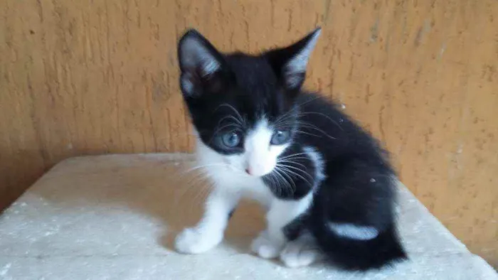 Gato ra a Mistura de himalaio idade Abaixo de 2 meses nome Gatinhos