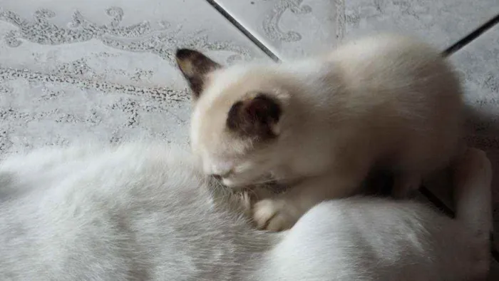 Gato ra a Mistura de himalaio idade Abaixo de 2 meses nome Gatinhos