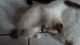 Gatinhos