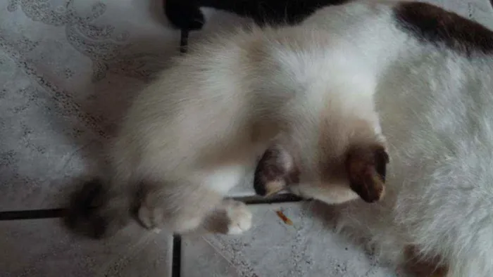 Gato ra a Mistura de himalaio idade Abaixo de 2 meses nome Gatinhos