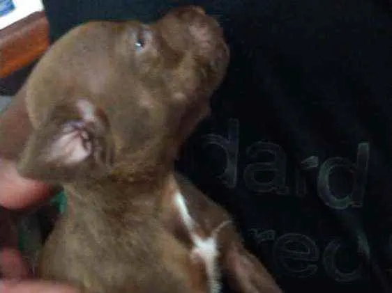 Cachorro ra a Mestiço,  pitbull com SRD idade Abaixo de 2 meses nome Sem nome