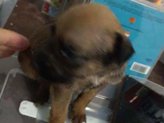 Cachorro ra a Mestiço,  pitbull com SRD idade Abaixo de 2 meses nome Sem nome