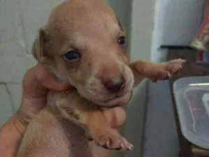 Cachorro raça Mestiço,  pitbull com SRD idade Abaixo de 2 meses nome Sem nome