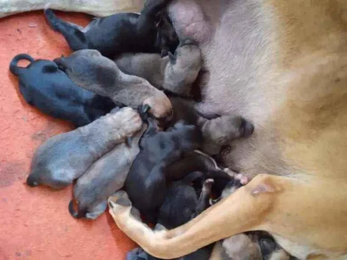 Cachorro ra a Fila portugues com cane corse  idade Abaixo de 2 meses nome Duquesa