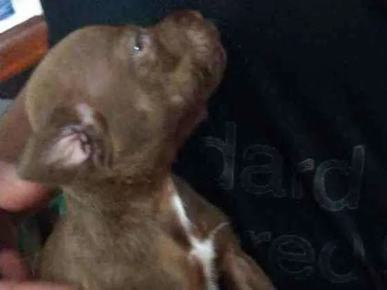 Cachorro ra a Mestiço,  pitbull com SRD idade Abaixo de 2 meses nome Sem nome